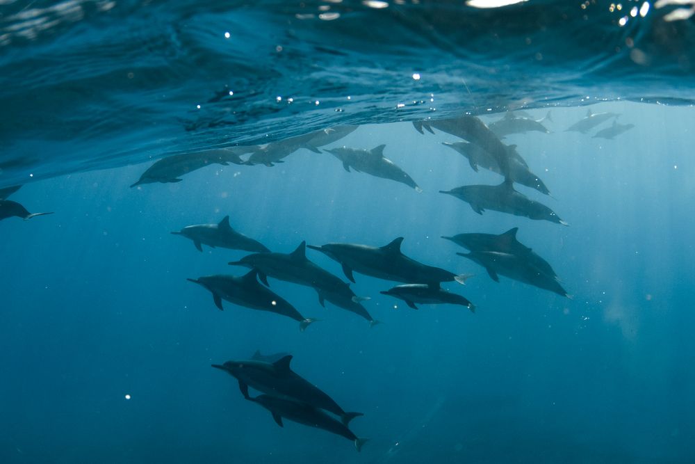 Dolphins in clear water near Cozumel