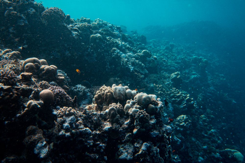 A Cozumel reef sloping down into deep blue water